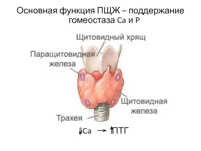 Паращитовидные железы презентация