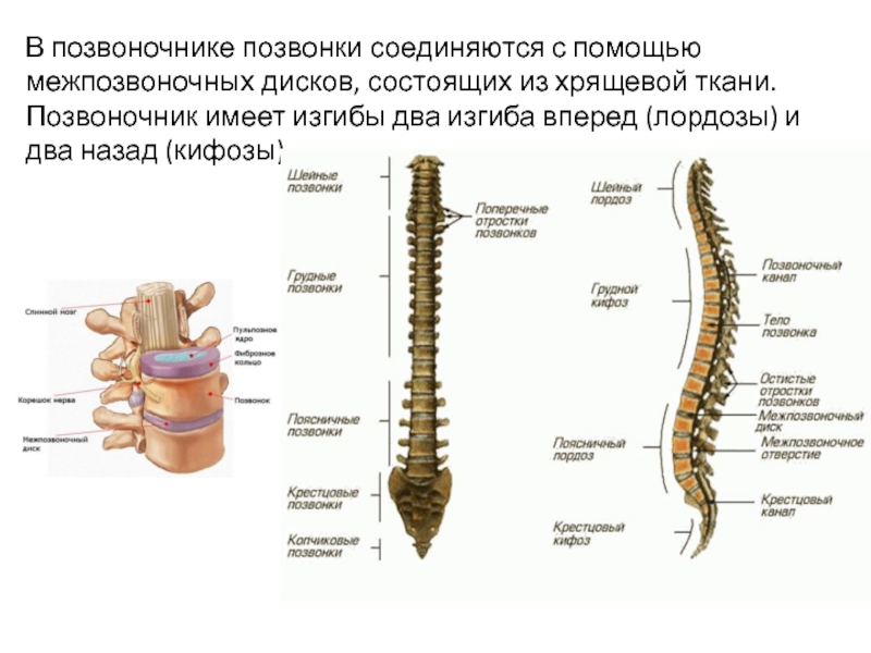 Отделы позвоночника фото и названия