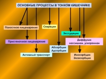 Пристеночное пищеварение
Секреция
Абсорбция Адсорбция
Диффузия пассивная,