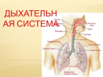 Дыхательная система