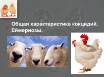 Общая характеристика кокцидий. Еймериозы