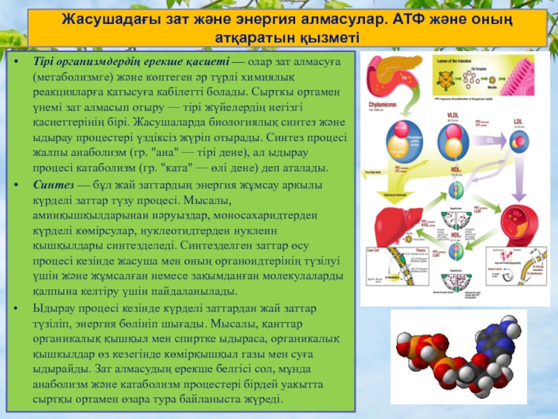 Зат алмасу презентация