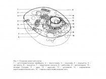 Рис. 1. Строение животной клетки.
1 – цитоплазматическая мембрана, 2 –