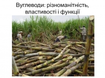 Вуглеводи: різноманітність, властивості і функції