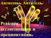 Антигены. Антитела. Реакции агглютинации и преципитации