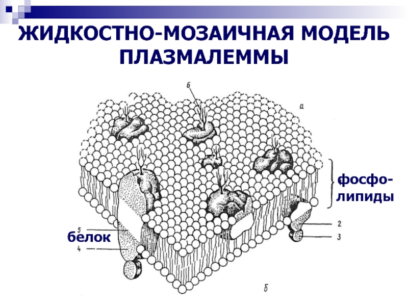 Общий план строения плазмолеммы