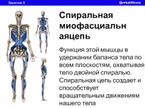 Спиральная миофасциальнаяцепь