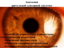 Анатомия
зрительной сенсорной системы
- Понятие об анализаторах и рецепторах