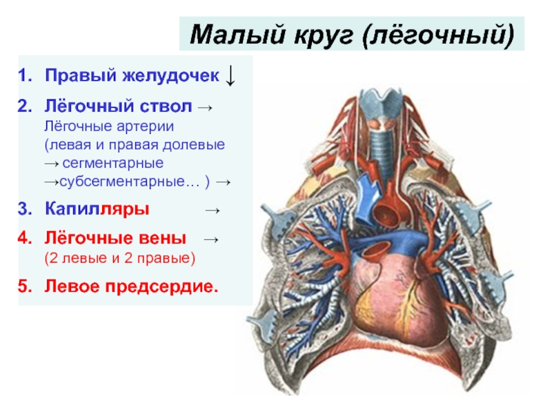 Легочный ствол картинка