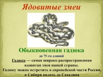 Ядовитые змеи