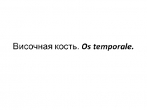 Височная кость. Os temporale