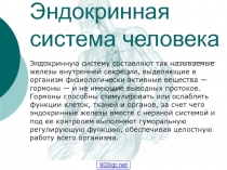 Эндокринная система человека