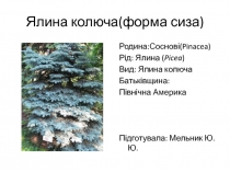 Ялина колюча(форма сиза)