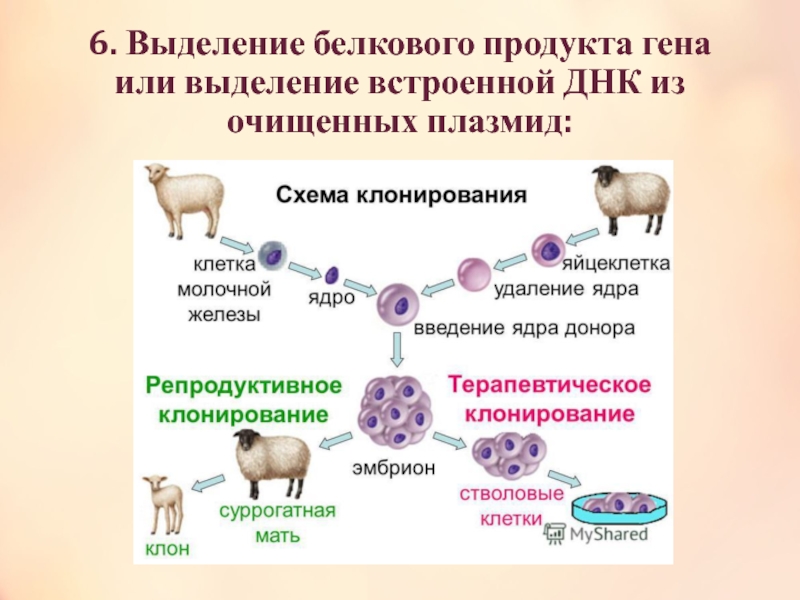 Клонирование гена картинки