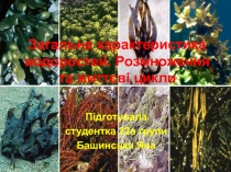 Загальна характеристика водоростей. Розмноження та життєві цикли