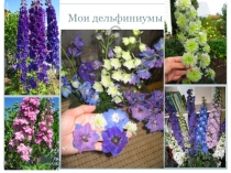 Мои дельфиниумы