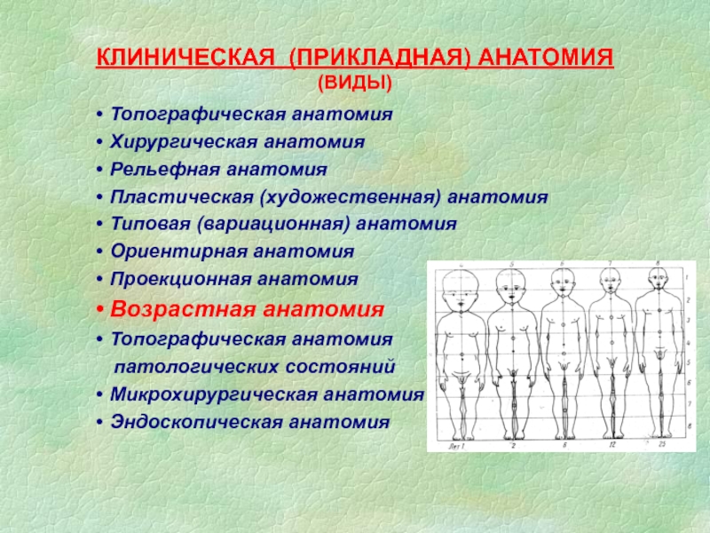 Виды анатомии. Прикладная анатомия. Виды прикладной анатомии. Основы клинической анатомии.