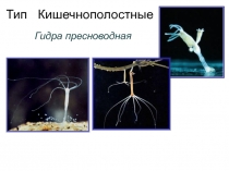 Тип Кишечнополостные