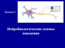 Нейробиологические основы поведения