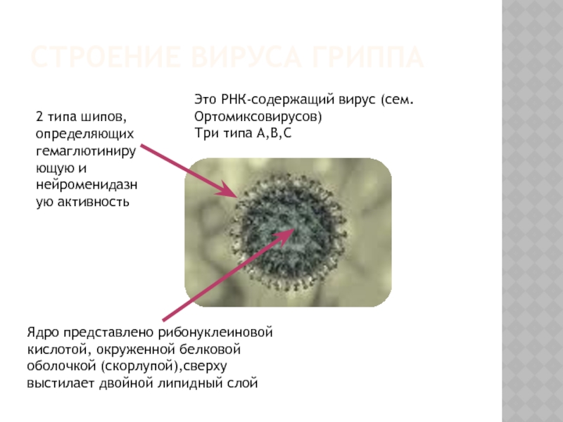 Рнк вирус гриппа а. Строение вируса гриппа. Ортомиксовирусы микробиология. РНК содержащие вирусы. Вирус гриппа РНК содержащий.