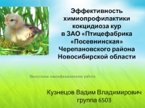 Эффективность химиопрофилактики кокцидиоза кур в ЗАО Птицефабрика