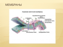 мембраны