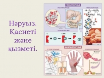 Н әруыз. Қасиеті және қызметі