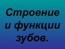 Строение и функции зубов