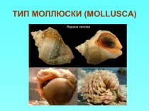 ТИП МОЛЛЮСКИ (MOLLUSCA)