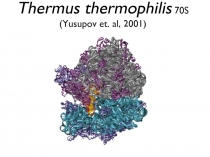 Thermus thermophilis 70S (Yusupov et. al, 2001)
