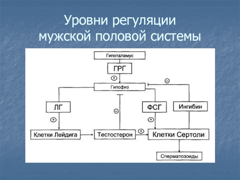 Схема регуляции репродуктивной функции женщины