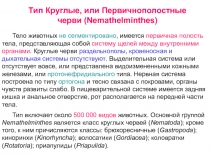 Тип Круглые, или Первичнополостные черви (Nemathelminthes)
Тело животных не