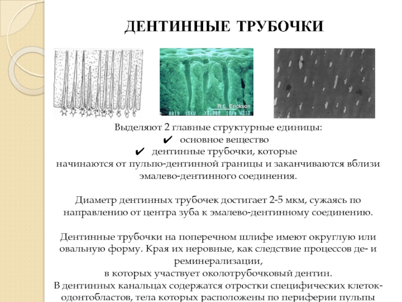 Структурная единица ткани