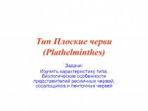 Тип Плоские черви (Plathelminthes)
