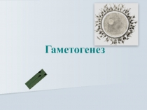 Гаметогенез