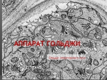 Аппарат гольджи