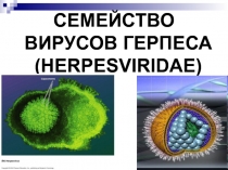СЕМЕЙСТВО ВИРУСОВ ГЕРПЕСА ( HERPESVIRIDAE )