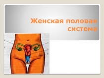 Женская половая система