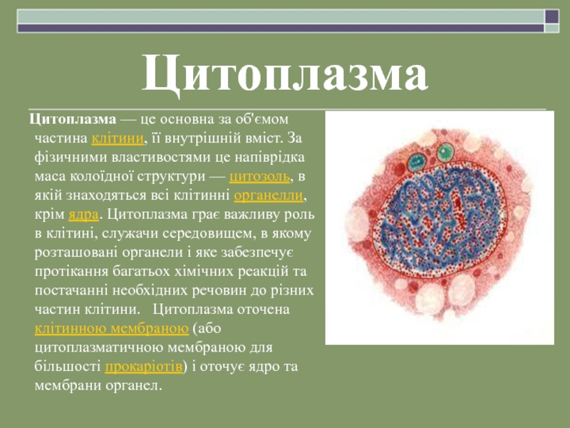 Цитоплазма обеспечивает. Пенистость цитоплазмы. Для чего нужна цитоплазма в клетке. Входит ли ядра в цитоплазму.