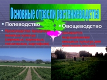 Полеводство
Производство продукции полевых культур(зерновых, кормовых,