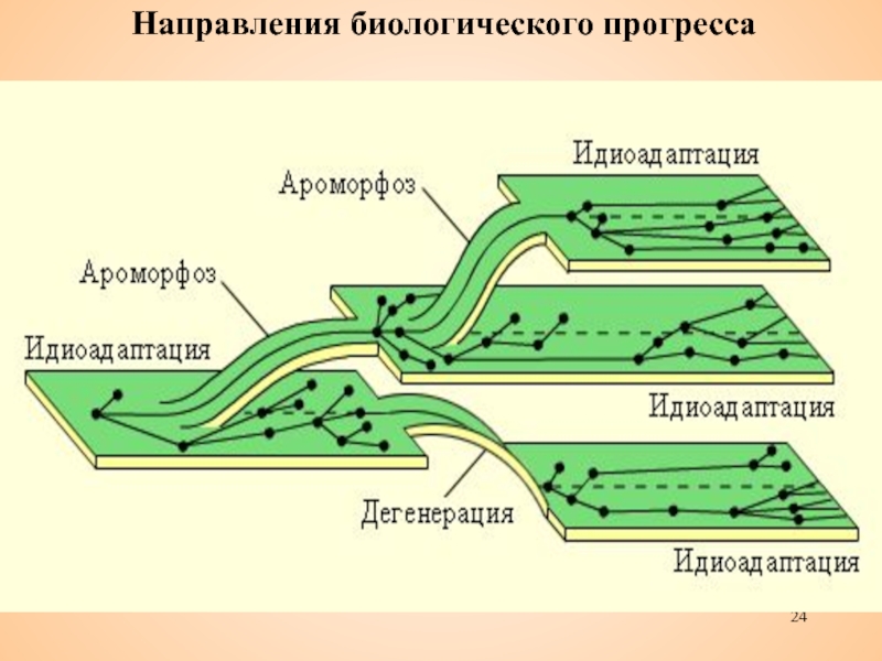 Пути достижения биологического прогресса рисунок