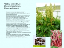Ревень волнистый (Rheum rhabarbarum, Rheum undulatum)