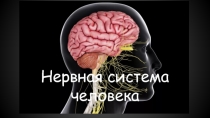 Нервная система человека