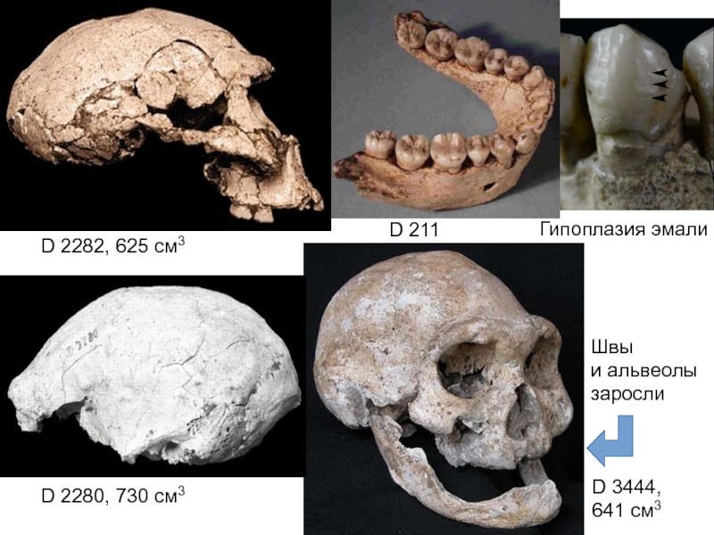 Ранние homo. Объем мозга характерен для homo rudolfensis.