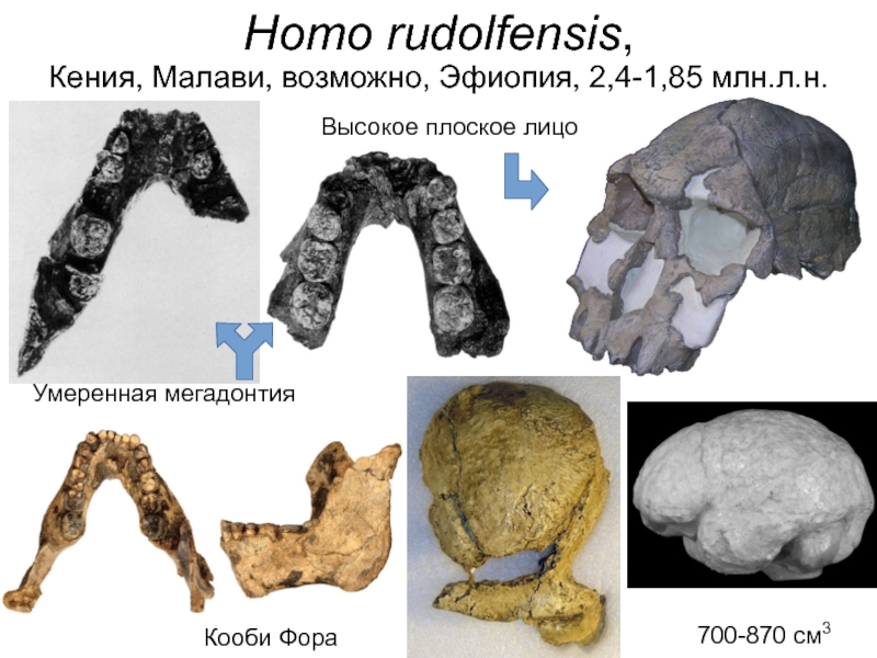 Ранние homo