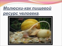 Молюски -как пищевой ресурс человека