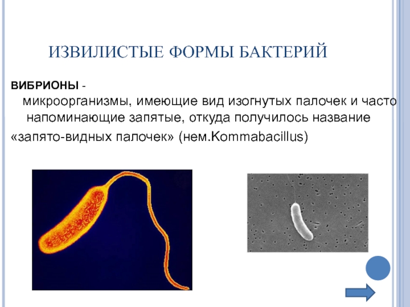 Форма бактерии вибрионы рисунок