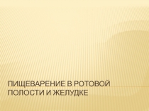 Пищеварение в ротовой полости и желудке
