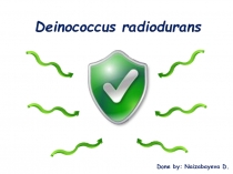 Deinococcus radiodurans