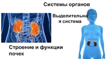 Системы органов
Выделительная система
Строение и функции почек